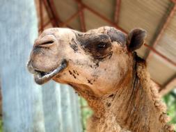 Dromedary Arabian Camel