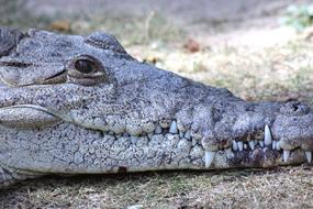 crocodile face with sharp teeth