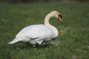 white Animal Swan