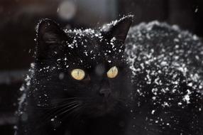 white snowflakes on black cat