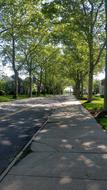 Tree-Lined Street Sidewalk