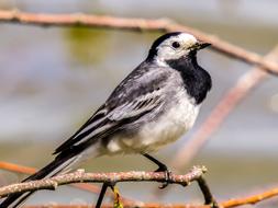 grey Wagtail songbird