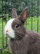 Rabbit Bunny Netherlands Dwarf