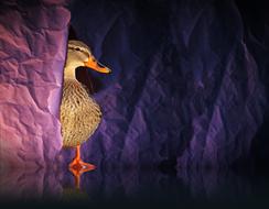 Duck at purple paper