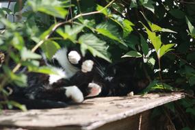 black and white cat lying under the green leaves of a tree