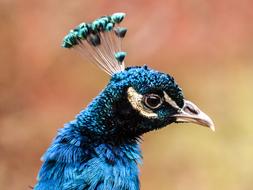 Peacock, Bird head with crown