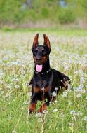 Doberman dog on Dandelion Flower Field