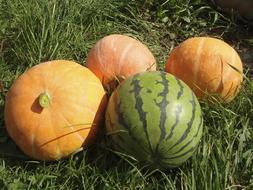 delicious watermelon and pumpkin on grass
