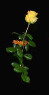 yellow rose on black background