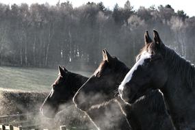 Equestrian Fence