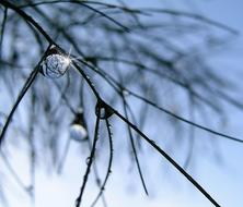 Water Drops Grass