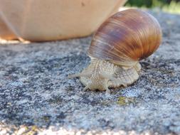 Snail crawling straight on ground