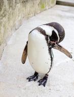 Beautiful, colorful and cute penguin in the zoo, near the wall