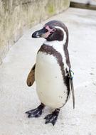 little penguin near a stone wall