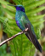 tropical Hummingbird Bird at Nature