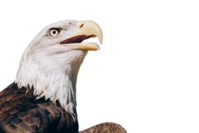 bald eagle head at white background