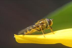 Insect on a flower on a blurred background