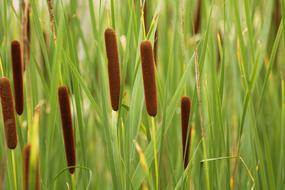 Reeds Marsh Aquascope Of