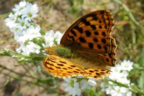 Butterfly Mother Of Pearl on a bush close-up on a blurred background