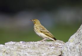 Yellowhammer Bird Garden