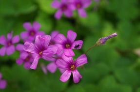 spider on purple flowers on a blurred background