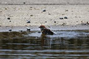 Little Bird Sparrow