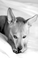 black and white photo of a dog playing on the couch