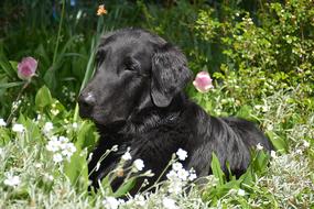 Dog Black in Garden