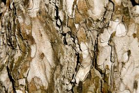 timber Texture Brown