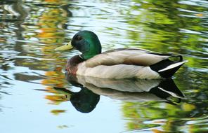 green Duck Mallard Bird