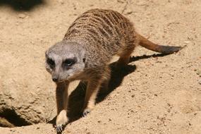 Meerkat Tiergarten