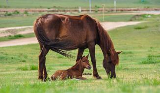 mother horse with her baby on the farm