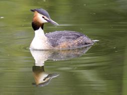 Great Crested Grebe Bird reflected in the water