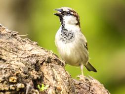 sparrow on the tree in the garden