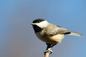 Chickadee, small bird on branch at sky