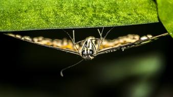 Butterfly Insect macro photo