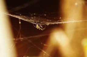 insect on a spider web in a blurred background
