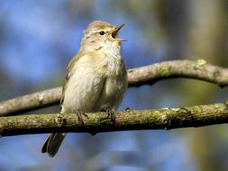 photo of a songbird on a garden tree