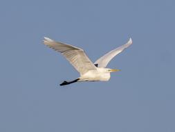 white heron flying in the blue sky