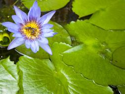 purple flower and green leaves in pond