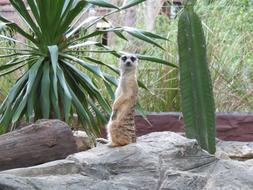 Zoo Thailand mercat