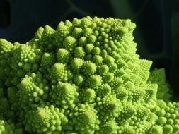 broccoli head surface, fractals in nature