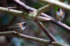 Doi Phu Kha Mt Crested White Eye