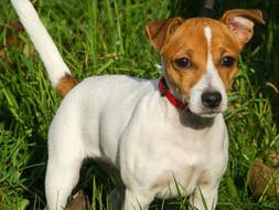 Dog Jack Russell Terrier green grass