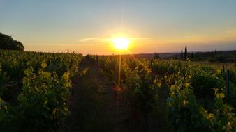 Tuscany Italy Wine