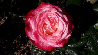 Rose Drop Of Water Macro Public