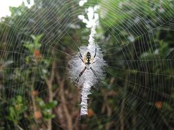 Yellow Garden Spider on Web