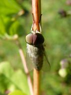 Horsefly Eyes Compounds Hexagons