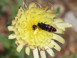Insect Wild and yellow flower