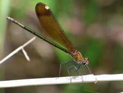 Dragonfly Damselfly Green